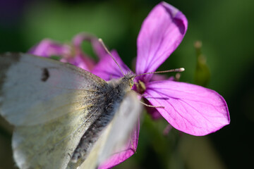 Macro of Anthocaris cardamines butterfly on Lunaria annua flower