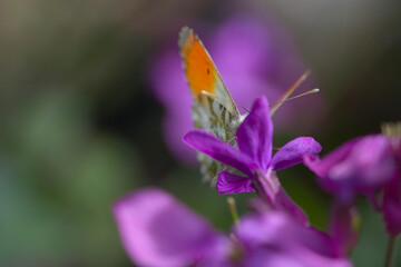 Macro of Anthocaris cardamines butterfly on Lunaria annua flower