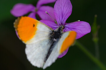 Macro of Anthocaris cardamines butterfly on Lunaria annua flower