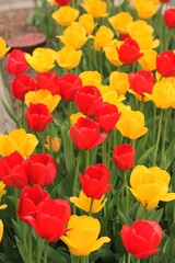 Fototapeta premium red and yellow tulips