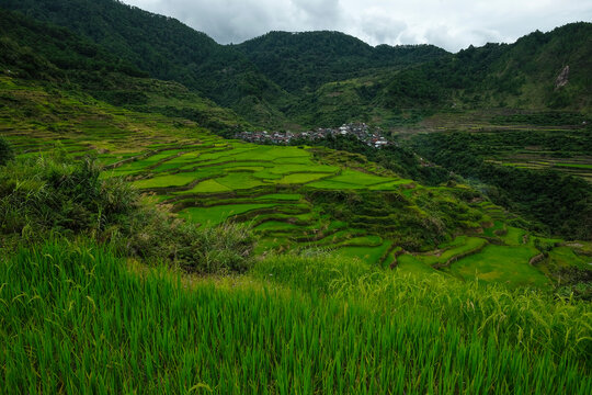 Rice terraces at Maligcong in northern Luzon Island, Philippines.