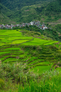 Rice terraces at Maligcong in northern Luzon Island, Philippines.