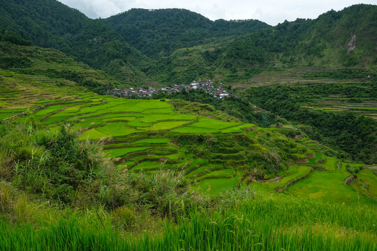Rice terraces at Maligcong in northern Luzon Island, Philippines.