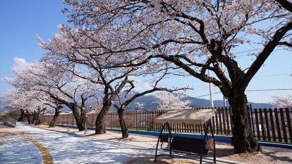 Springtime cherry blossom tree and rocking chair