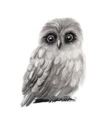 Owl. Hand drawn owl, forest bird, woodland watercolor animal portrait for wallpaper, fresco, art, poster, cover, postcard