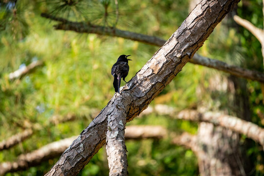 Common Grackle perched in a tree at Roswell Park in Roswell Georgia.