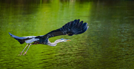 Great Blue Heron flying across a pond at Roswell Park in Roswell Georgia.