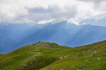 Soft focus from a distance. A flock of sheep is grazing on the mountainside.