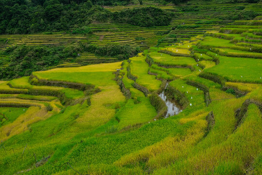 Rice terraces at Bontoc in northern Luzon Island, Philippines.