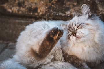 Katze / kratzen