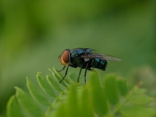 fly on leaf