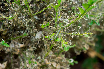closeup of box tree caterpillar eating green boxwood leaves - obrazy, fototapety, plakaty