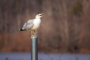 Seagull Squawking