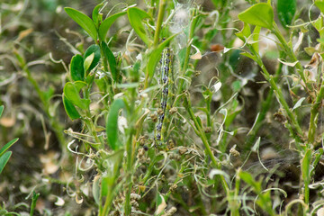 box tree caterpillar garden bush boxwood cocoon