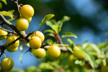yellow plums on a beautiful tree branch on a sunny summer day with a blue sky