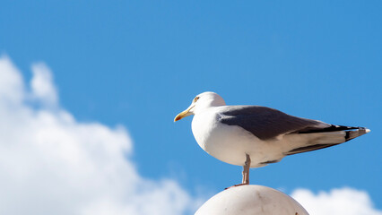 seagull on the sky