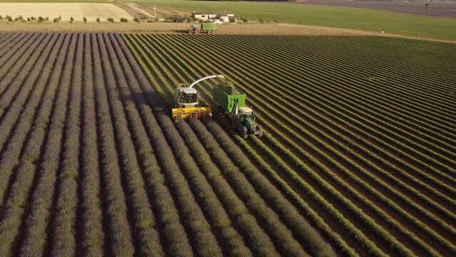 Harvesting Lavender Agriculture Field, Harvester Tractor in Valensole, Provence