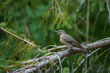 northern flicker woodpecker on a branch