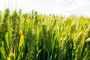 Wheat is growing in the field ,The wheat fields are under the blue sky and white clouds