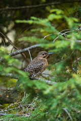 woodpecker on a branch