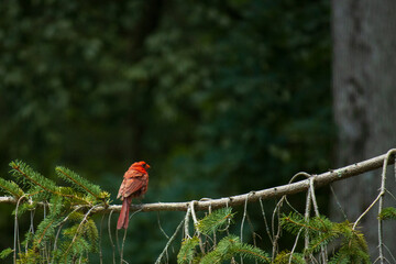 red cardinal bird on a branch
