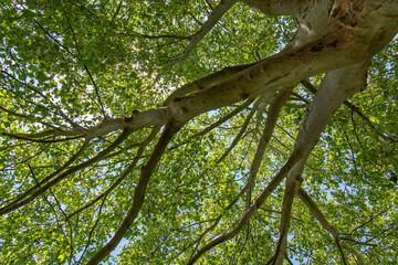 Fototapeta na wymiar Baum von unten im Sommer