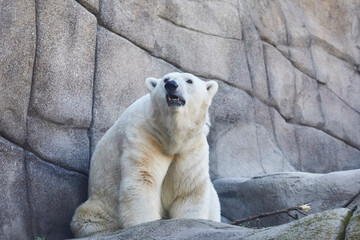 Beautiful large polar bear dozing in its enclosure. (Ursus maritimus)