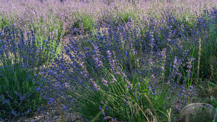 Lavender flower field. Blooming Violet fragrant lavender flowers. Harvest perfume ingredient, aromatherapy.