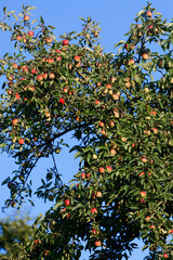 aliment, arbre, bleu, botanique, branchages, ciel, comestible, confiture, couleur, été, feuilles, fruit, jardin, malus, mûr, nature, nutritif, paysage, plantation, plante, pomme, pommier, rouge, vert,