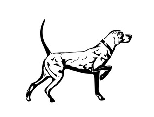 English Pointer Dog