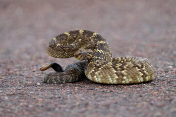 Black-tailed Rattlesnake - rare and gorgeous