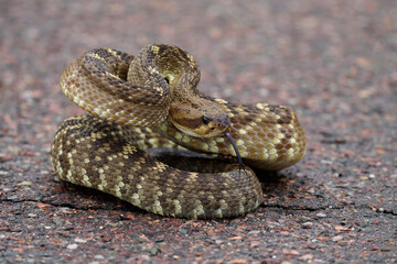 Black-tailed Rattlesnake - rare and gorgeous