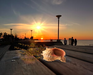  seashell  on wooden table on promenade at sunset in sea people relax and walk summer background