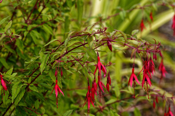 Fleurs rouges de Fuchsia de Magellan.