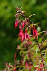 Floraison du Fuchsia de Magellan.