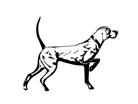 English Pointer Dog