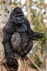 Western lowland gorilla - Gorilla gorilla gorilla