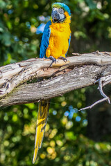 Blue-and-yellow macaw - Ara ararauna