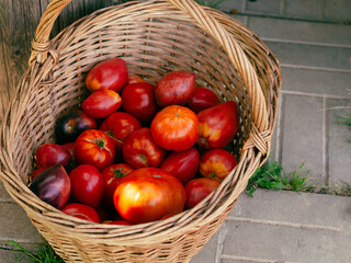 a bunch of tomatoes in a wicker basket, farm harvest