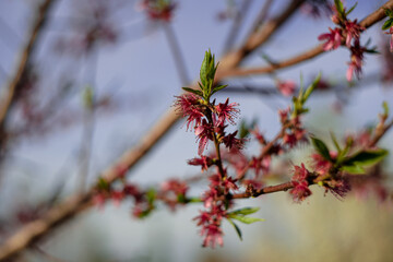 primavera
