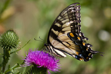 Beautiful Butterfly