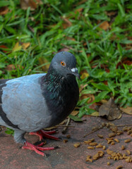 pigeon at the park