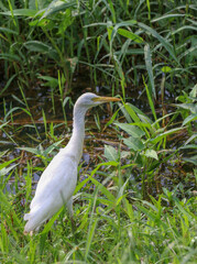 great white heron at the wetland