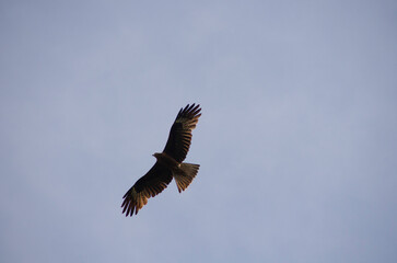 bird flying in the sky