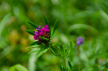 blooming clover in the forest