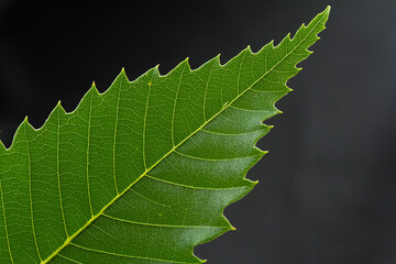 Photographies Macro de feuilles d’arbres après les grandes chaleurs.