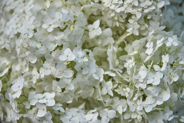Full frame white hydrangea as a backdrop. Floral background, copy space, design. A greeting card.