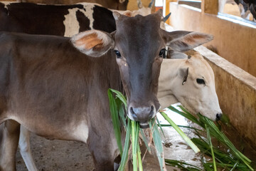 Bangalore, India 14th March 2022: Goshala, Gaushalas, or Goshalas are protective shelters for stray cows in India. Jeev Daya.Young Indian baby cow-calf. Gaumata. Cows are sacred in India.