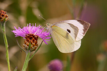 Kohlweißling mit Rüssel