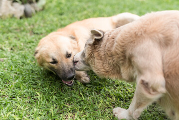 A male brown dog lies down showing submissive behavior to a dominant female alpha dog, who proceeds...